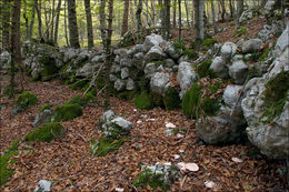 Image of Lepista glaucocana (Bres.) Singer 1951