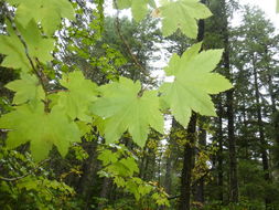 Image of Vine Maple