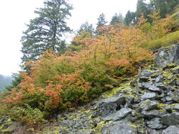 Image of Vine Maple