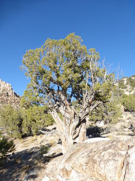 Juniperus osteosperma (Torr.) Little的圖片