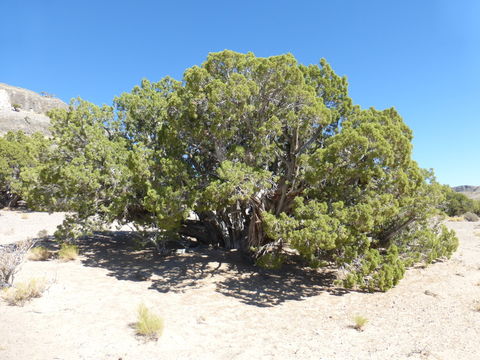 Juniperus osteosperma (Torr.) Little的圖片