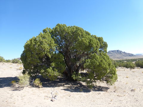 Image of Bigberry Juniper