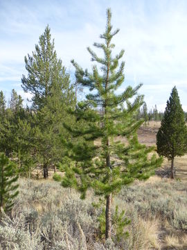 Image of lodgepole pine