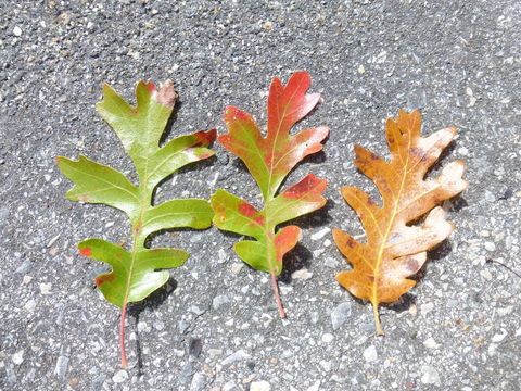 Image de Quercus gambelii Nutt.