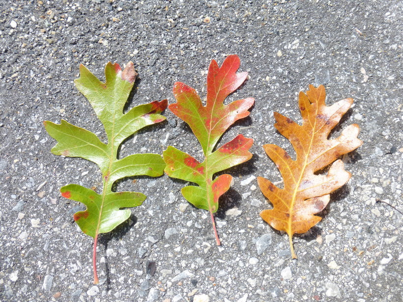 Image of Gambel Oak