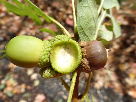 Image de Quercus gambelii Nutt.