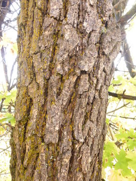 Image de Quercus gambelii Nutt.