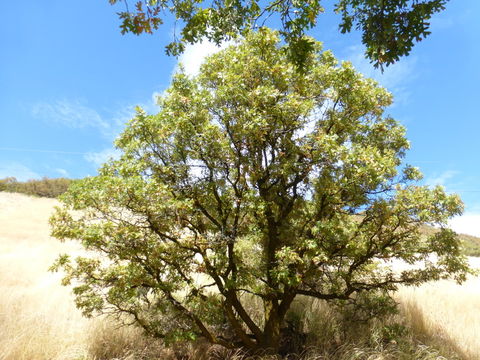 Image de Quercus gambelii Nutt.