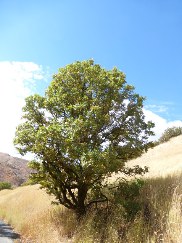 Слика од Quercus gambelii Nutt.