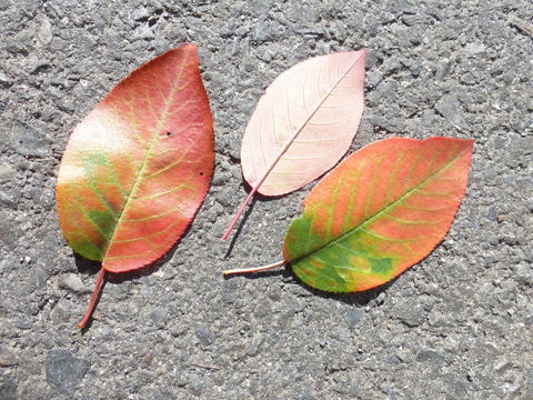 Imagem de Prunus virginiana L.