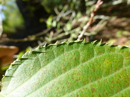 Image de Prunus sargentii Rehd.