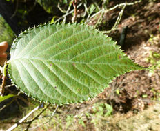 Image of Prunus sargentii Rehd.