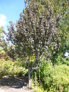 Слика од Prunus serrulata Lindl.