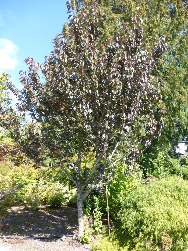 Слика од Prunus serrulata Lindl.