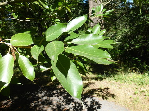 Image of Japanese Evergreen Oak