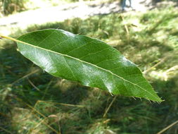 Image of Saw-tooth Oak