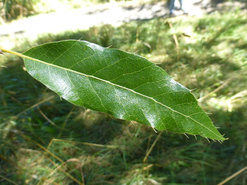 Слика од Quercus acutissima Carruth.