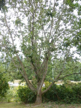 Image of Chinese cork oak