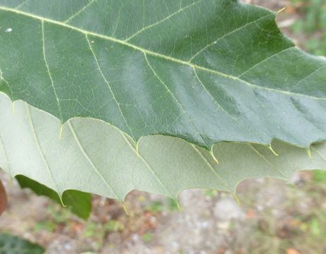 Image of Chinese cork oak