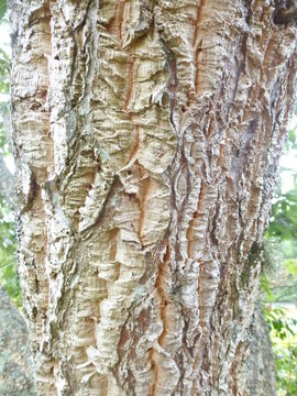 Image of Chinese cork oak