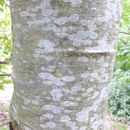 Image of Schneck's oak