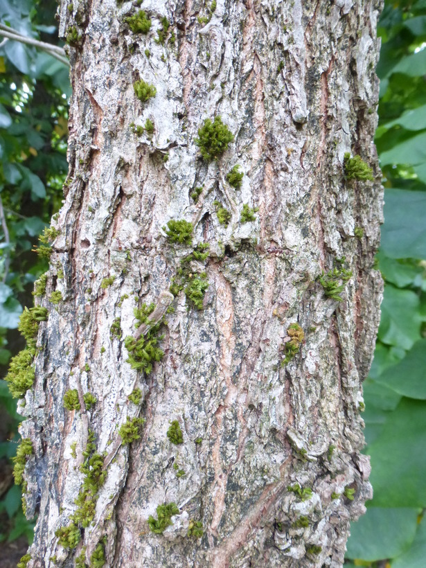 Image of Bur Oak