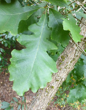 Image of Bur Oak