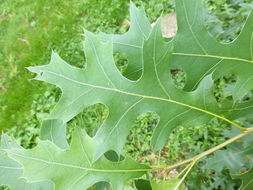 Image of Pin Oak