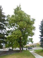 Image of Japanese pagoda tree