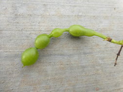 Image of Japanese pagoda tree