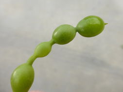 Image of Japanese pagoda tree