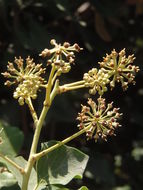 Image of Algerian ivy