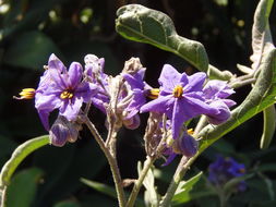 Image of Chilean Nightshade Chilean