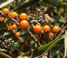 Image of Chilean Nightshade Chilean