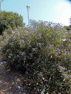 Image of Chilean Nightshade Chilean