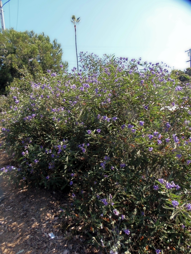 Image of Chilean Nightshade Chilean