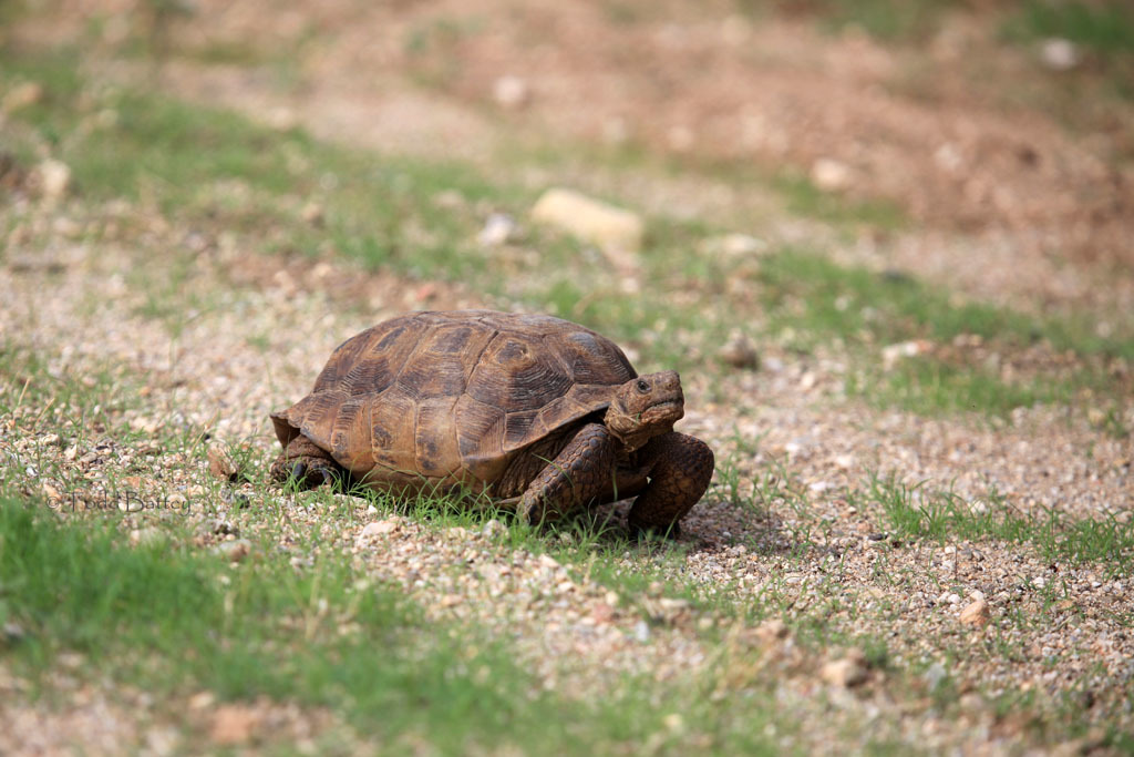 Image of Sonoran desert tortoise