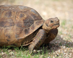 Image of Sonoran desert tortoise