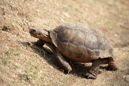 Image of Sonoran desert tortoise