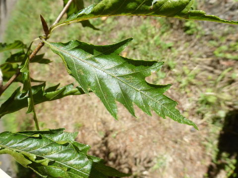 Image of European beech