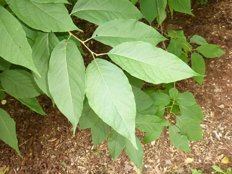 Image of mountain silverbell