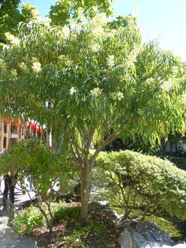 Image of Metapanax delavayi (Franch.) J. Wen & Frodin