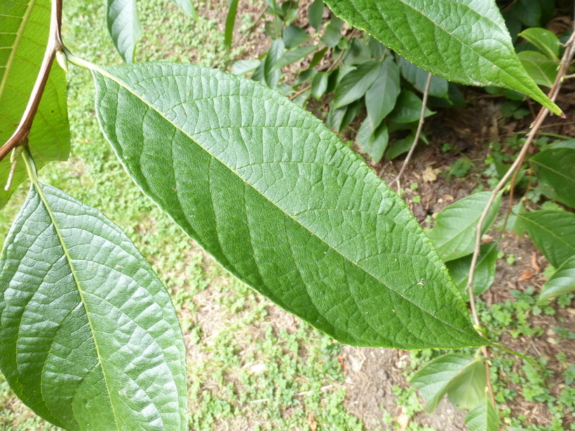 Image of Melliodendron xylocarpum Hand.-Mazz.