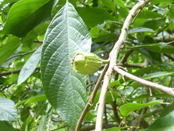 Image of Melliodendron xylocarpum Hand.-Mazz.