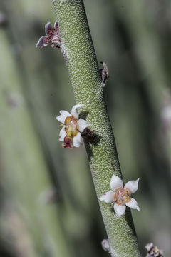 Image of candelilla