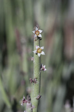 Image of candelilla