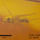 Imagem de <i>Peloropeodes paleomexicana</i>