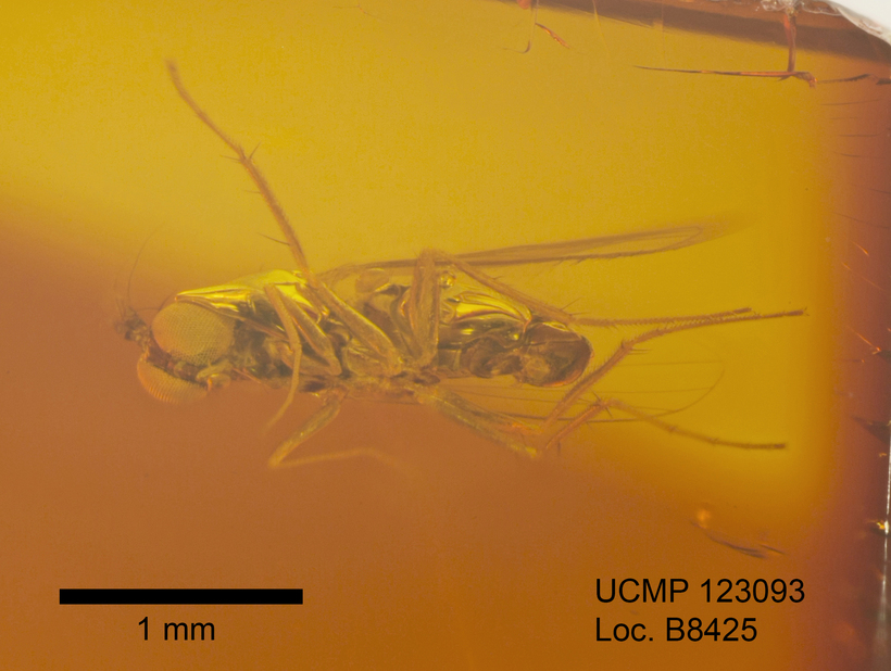 Image of <i>Peloropeodes paleomexicana</i>