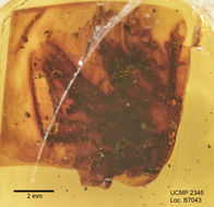 Image of <i>Electrophrynus mirus</i>