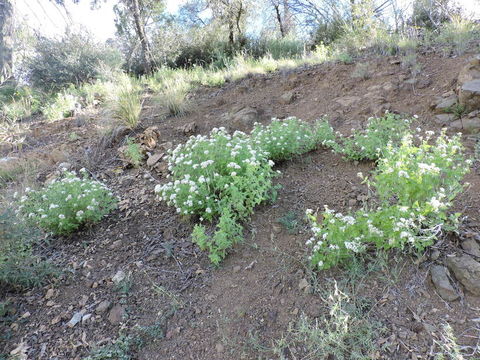 Image of fragrant snakeroot